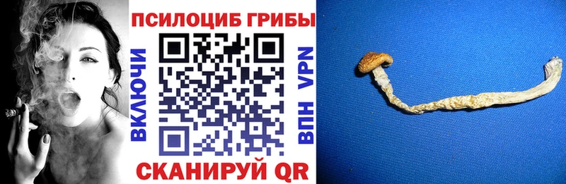 Псилоцибиновые грибы Psilocybe  Южноуральск 